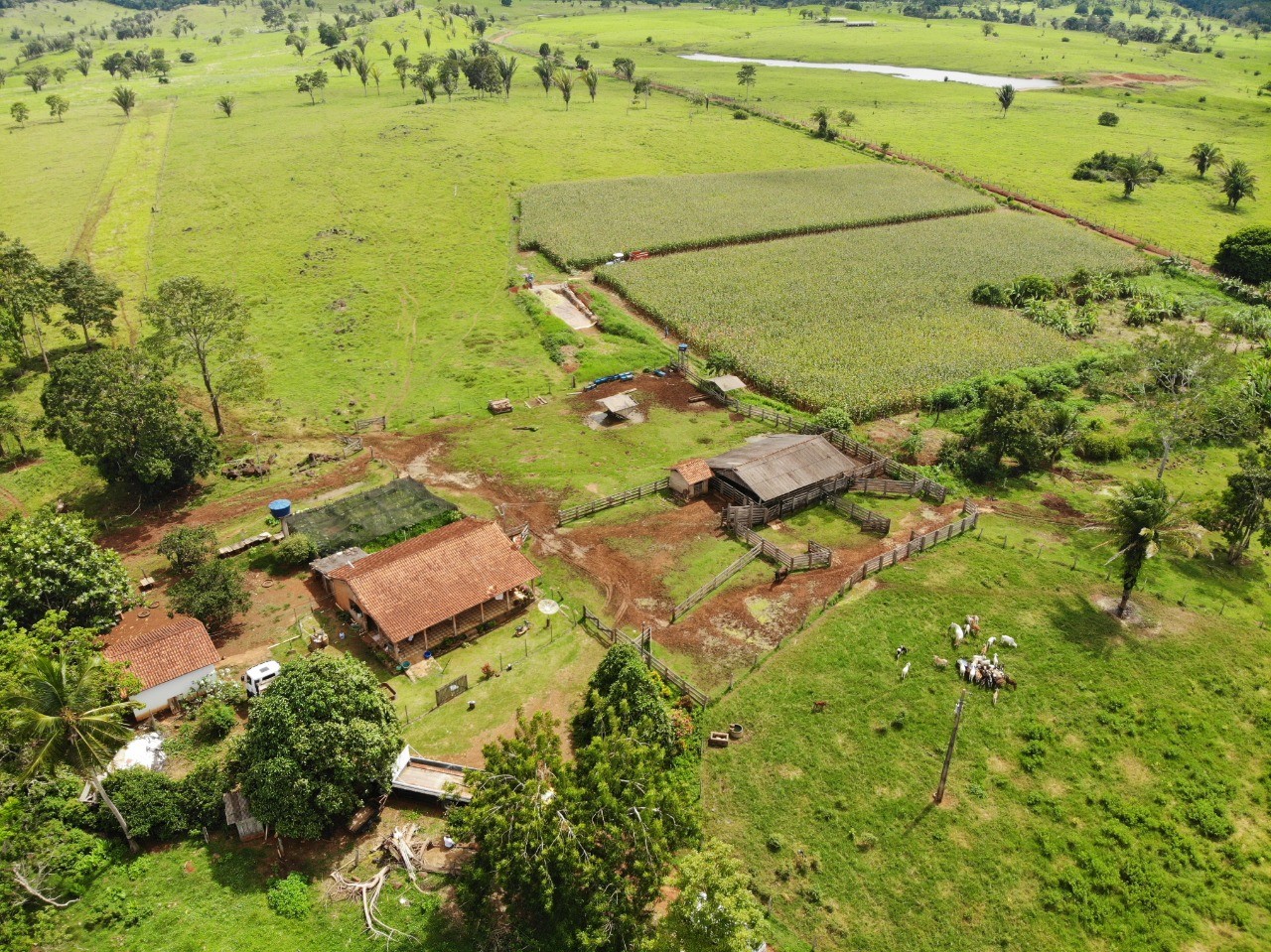Prefeitura de Ariquemes auxilia na produção de silagem em pequenas propriedades rurais