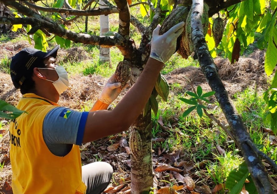 Idaron realiza vigilância preventiva contra a monilíase do cacaueiro em mais de mil propriedades rurais de Rondônia