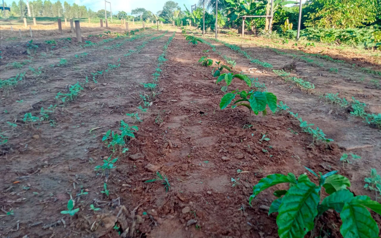 Emater Rondônia intensifica preparativos da Vitrine Tecnológica para a Rondônia Rural Show Internacional
