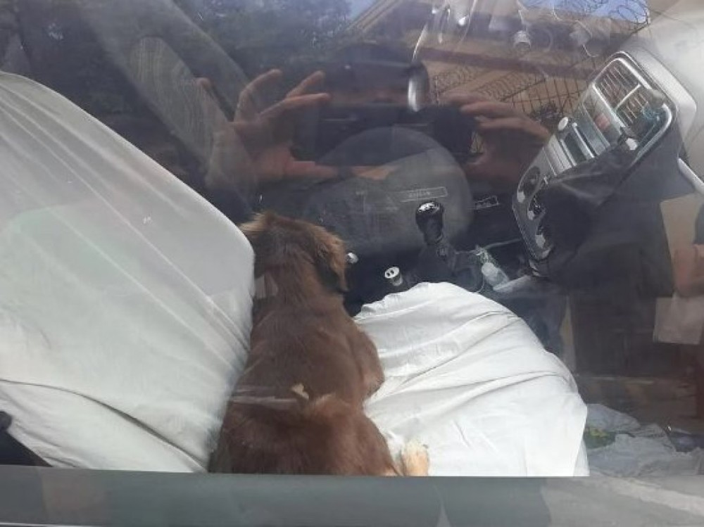 Policiais salvam cachorro preso dentro de carro em Jaru