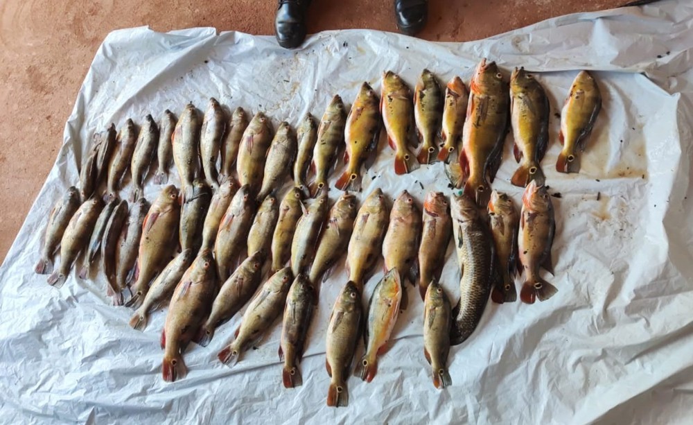 Fiscalização intensiva no Vale do Guaporé apreende pescado ilegal em Alta Floresta D’Oeste
