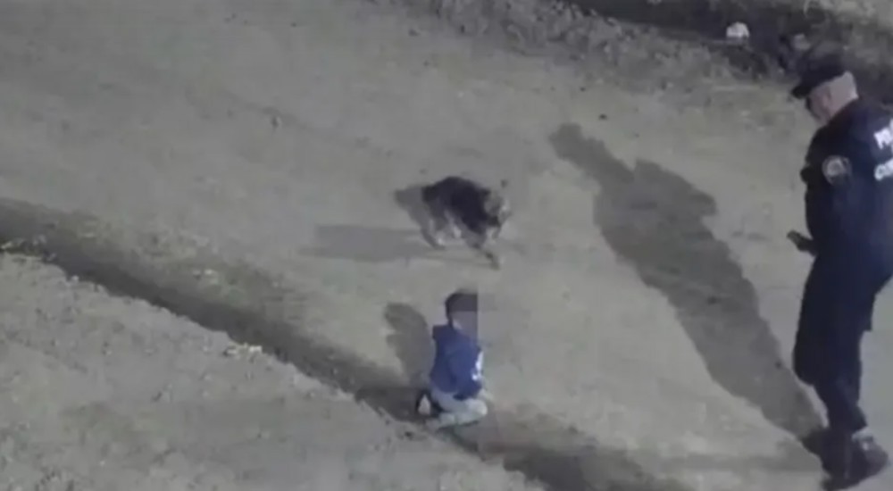 Vídeo: bebê escapa de casa engatinhando com cachorro