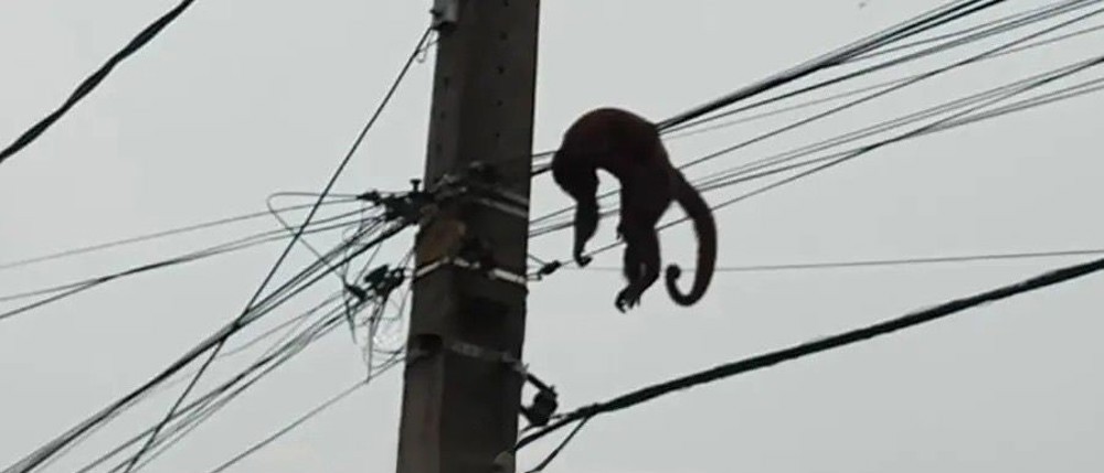 Macaco morre eletrocutado e deixa moradores sem energia  