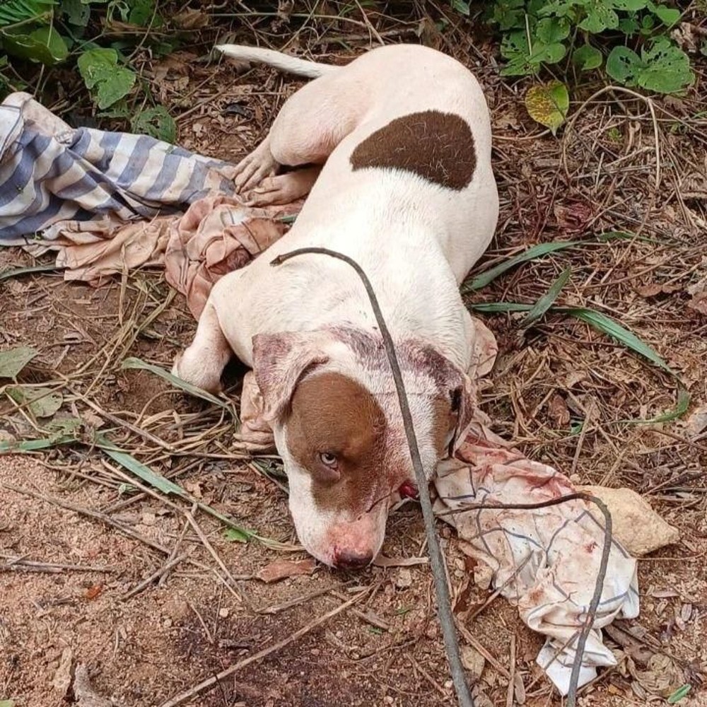 Cachorro Pitbull é encontrado todo machucado após sofrer tentativa de extermínio na zona rural
