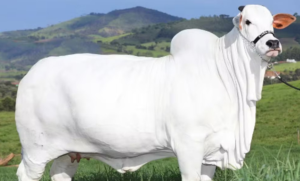 Bezerra da vaca mais cara do mundo será leiloada para ajudar o RS