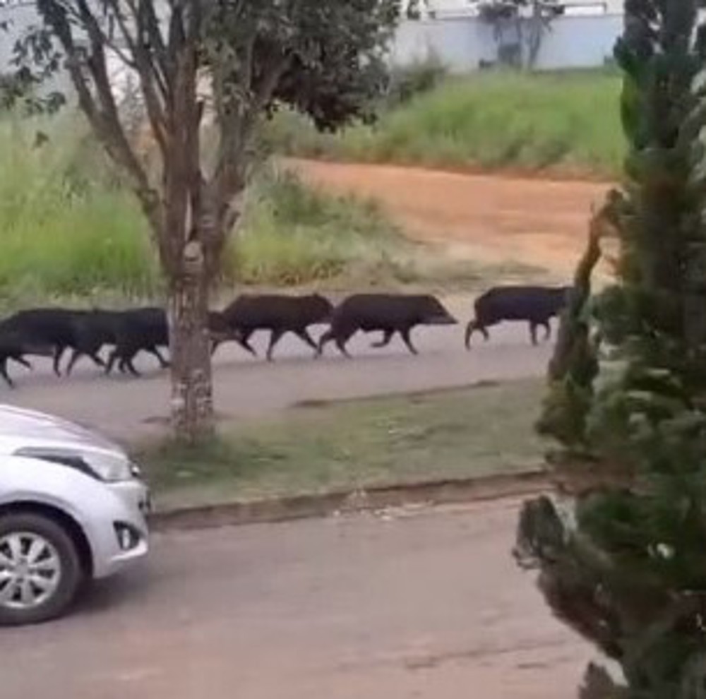 Vídeo: Porcos-do-mato são flagrados nas ruas de Cacoal