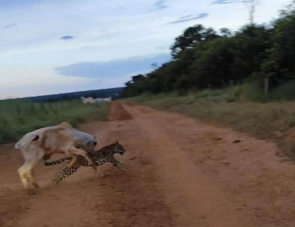 Produtor flagra onça atacando bezerro em estrada rural