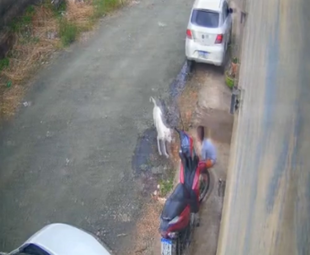 Criança de seis anos é atacada por pit bull em frente de casa em Ji-Paraná