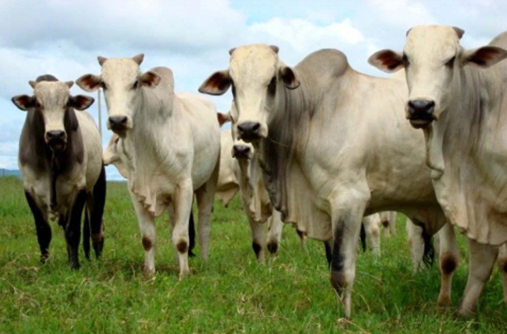 De olho no rebanho: começa a atualização obrigatória dos dados agropecuários à Idaron