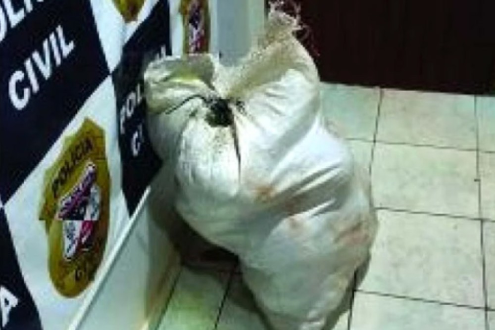 Polícia Militar apreende 20 kg de maconha e prende dois suspeitos na linha 09