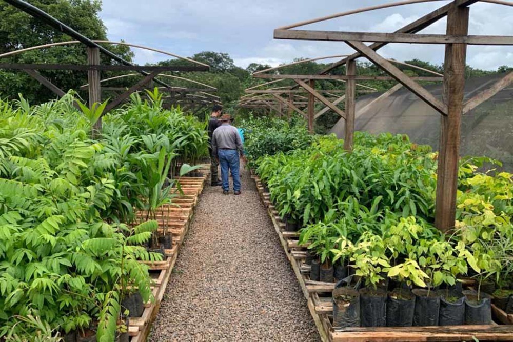 Rondônia fortalece gestão ambiental com Encontro de Viveiristas e Secretários de Meio Ambiente
