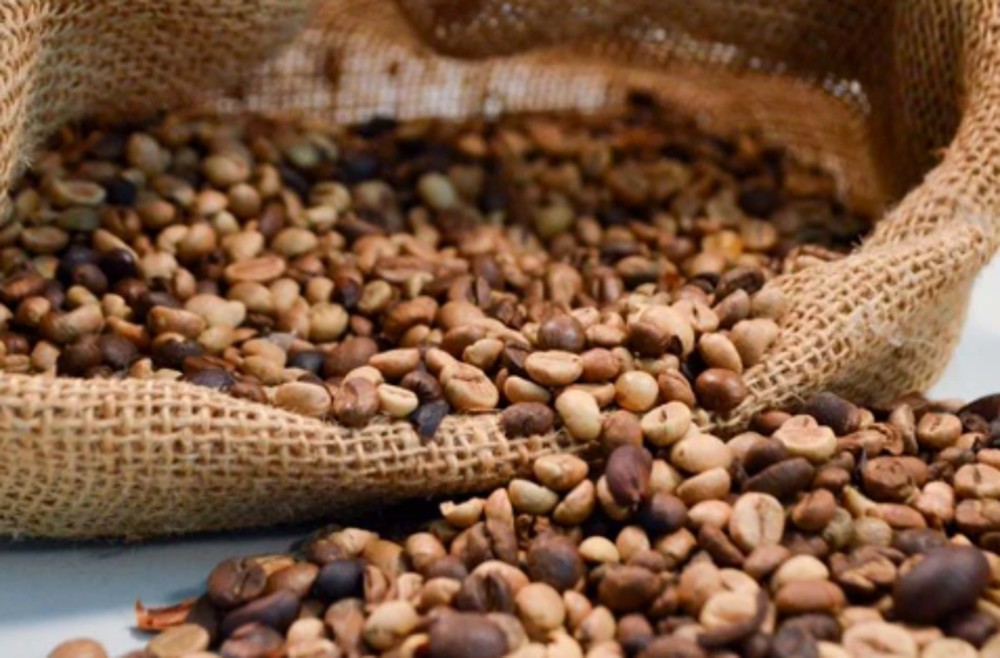 Produção de café deverá ser de 55,7 milhões de sacas em 2025