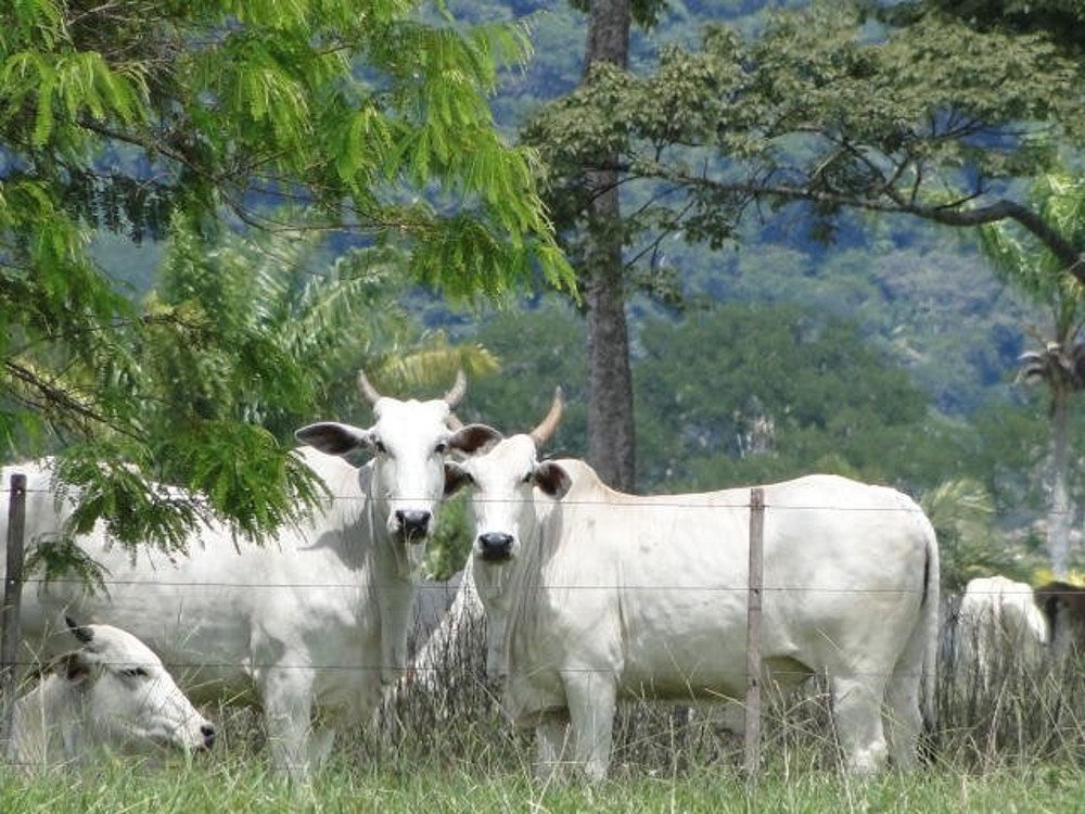 Boi gordo caiu até 6,25% na semana; tendência para maio é de mais baixas