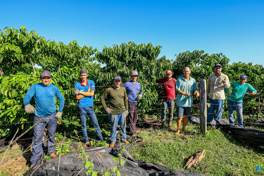 produção de café dobra e realiza sonhos em Nova Brasilândia do Oeste