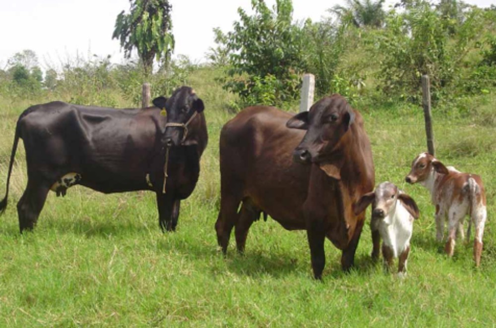 Assistência técnica e políticas agropecuárias ampliam suporte a produtores rurais de Rondônia