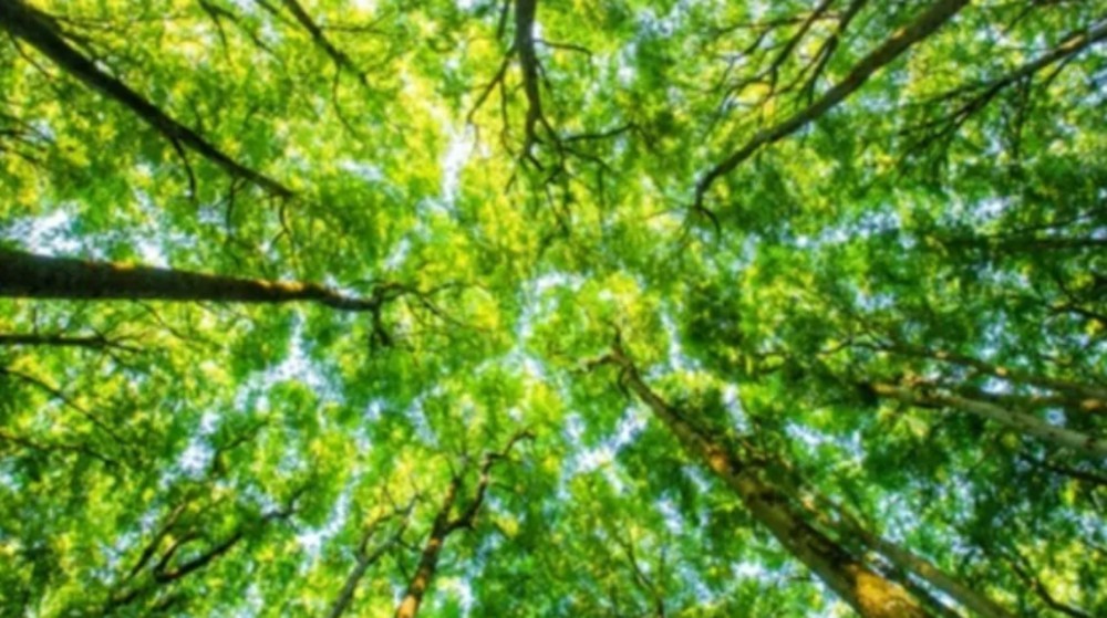 Pela 1ª vez, desmatamento cai em todos os biomas do Brasil