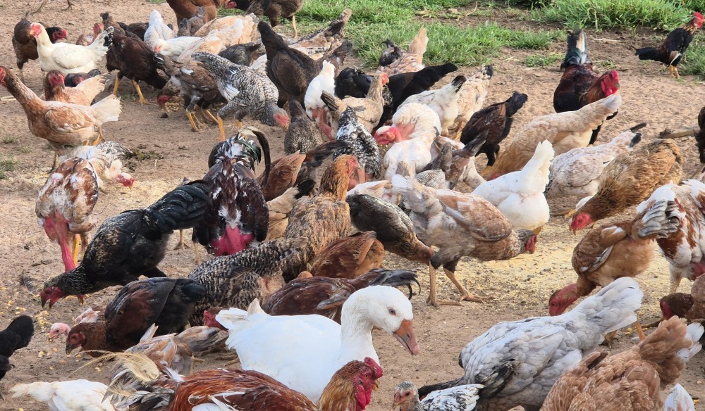China, UE e Argentina suspendem compras de carne de frango do Brasil