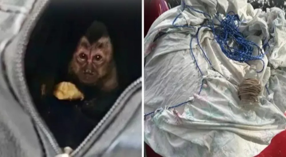 Casal suspeito de caçar animais silvestres é preso em flagrante