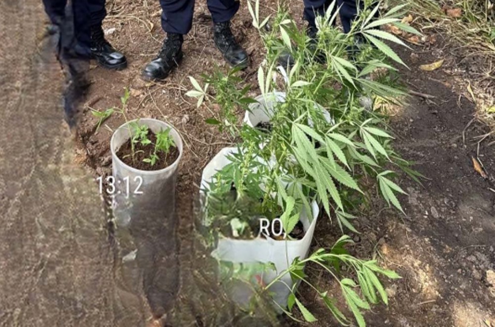 PM recupera celulares roubados e descobrem plantação de maconha em condomínio