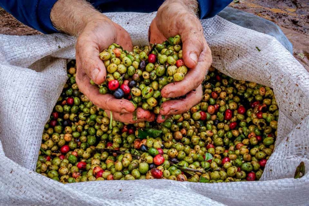 Agro em boas mãos: Energia limpa e tecnologia impulsionam a produção rural