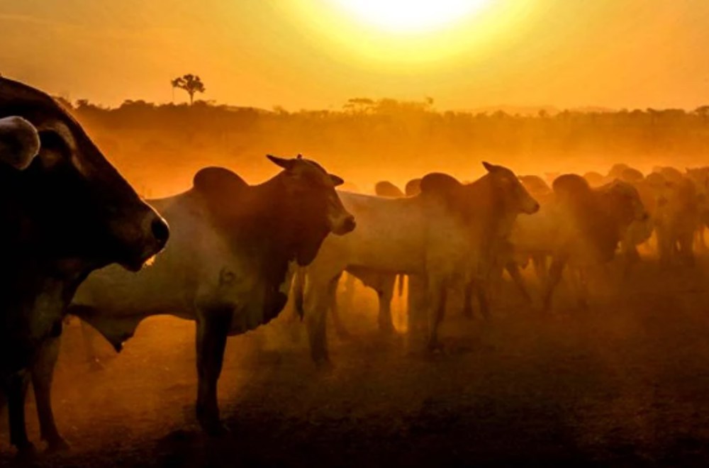 Brasil se iguala a Rondônia e é reconhecido como área livre de febre aftosa sem vacinação