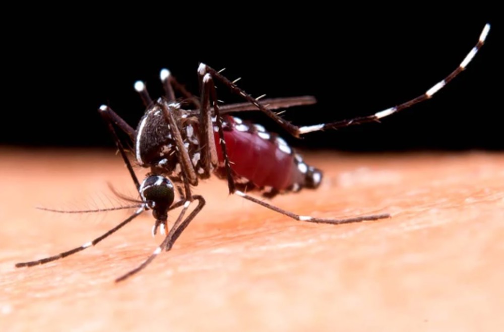 Estado de Rondônia registra 2,8 mil casos prováveis de dengue em 2025