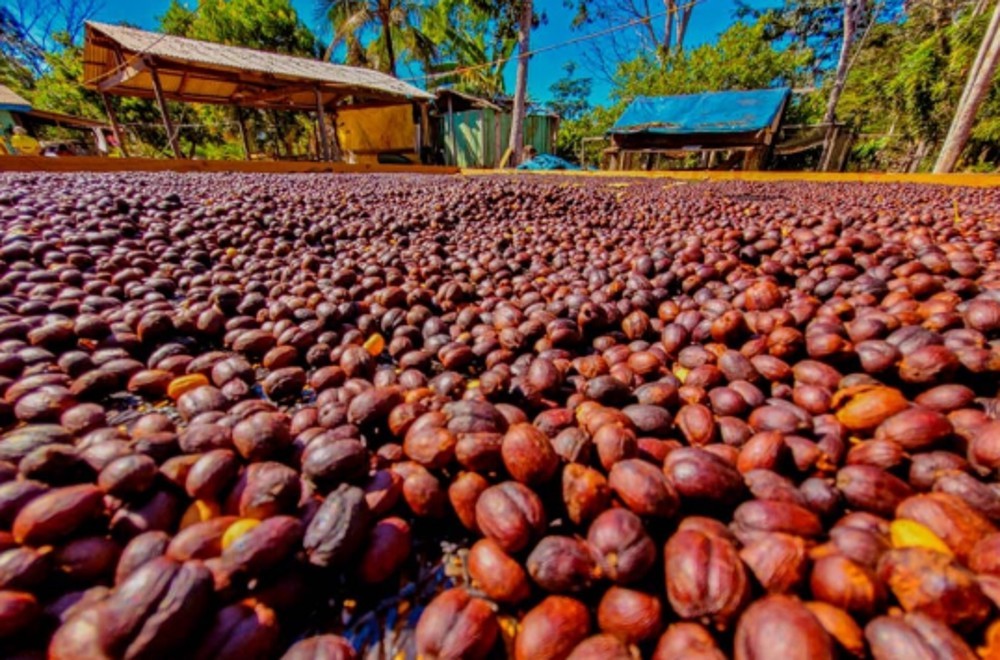 Exportações de café de Rondônia batem recorde e consolidam o estado no mercado internacional