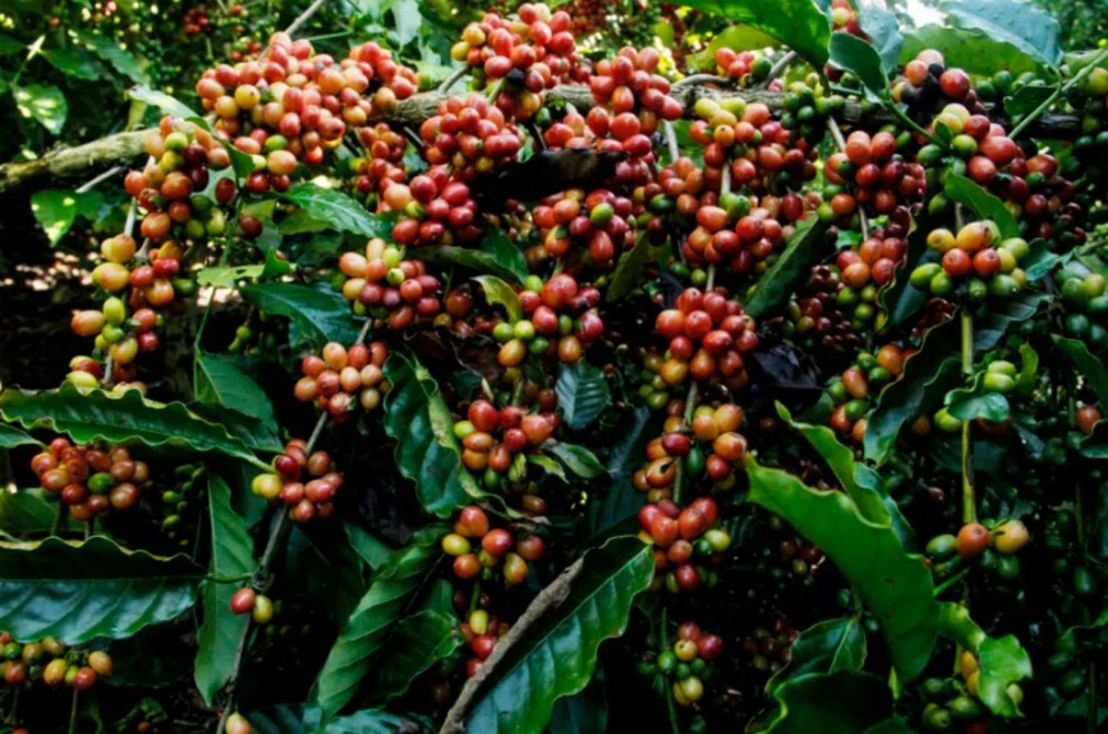 Rondônia dobra em seis anos o Valor Bruto da Produção Agropecuária e mantém 2º lugar no Norte