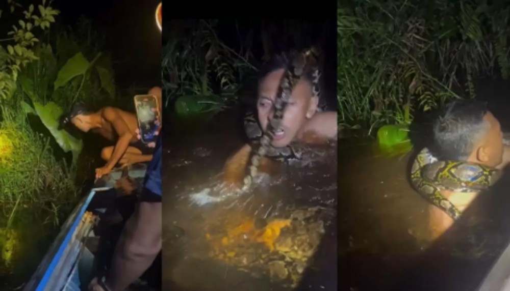 Jovem é atacado por cobra gigante após cair de canoa durante pescaria; veja o vídeo