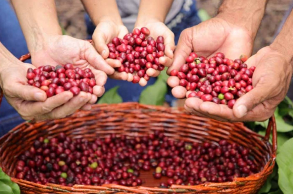 Semana da Cafecau 2025: Prefeitura de Cacoal e parceiros anunciam agenda de atividades