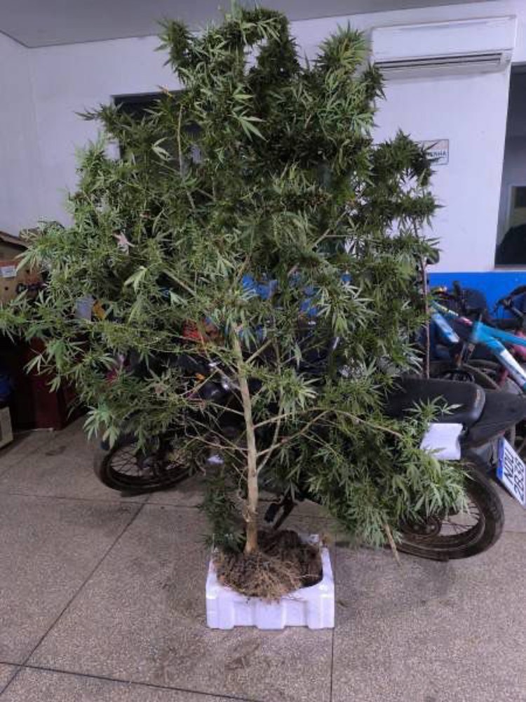 Polícia apreende pé de maconha gigante e casa de suspeito é alvo de tiros na mesma noite