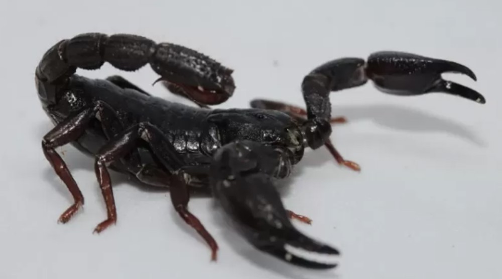 Toxina de escorpião é capaz de matar células de câncer de mama, diz estudo