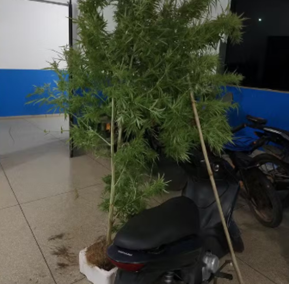 Homem é preso por cultivar pé de maconha de dois metros no quintal em RO