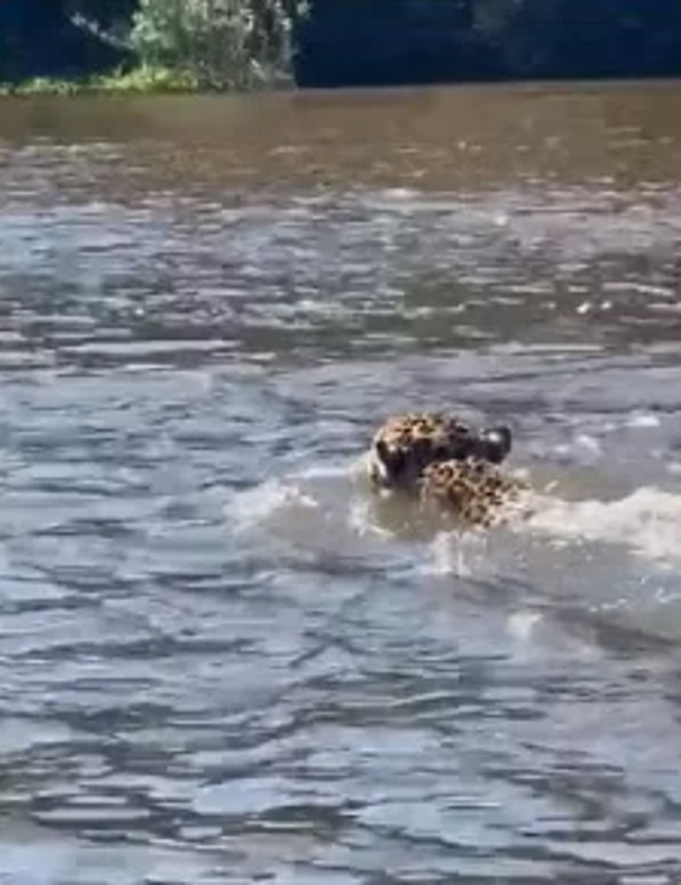 Vídeo: onça-pintada é flagrada por turistas atravessando o rio Guaporé em Rondônia 