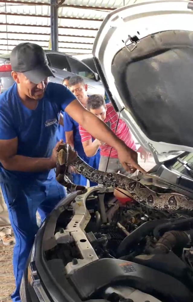 Mecânicos acham jibóia de 2 metros dentro de carro no Acre; veja vídeo