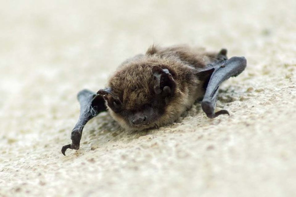 Semusa informa sobre caso de raiva em morcego em área rural de Cacoal