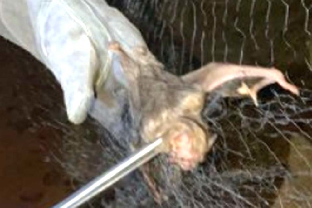 Caso de raiva em morcego contaminado é confirmado no município de Cacoal
