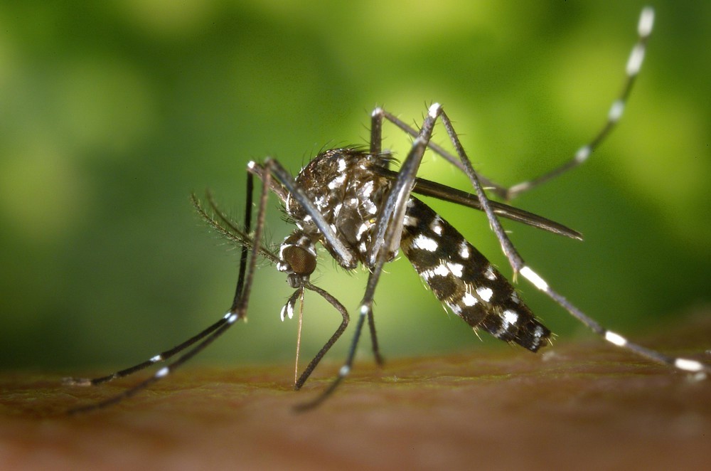 Médico alerta sobre os sintomas e cuidados com a dengue