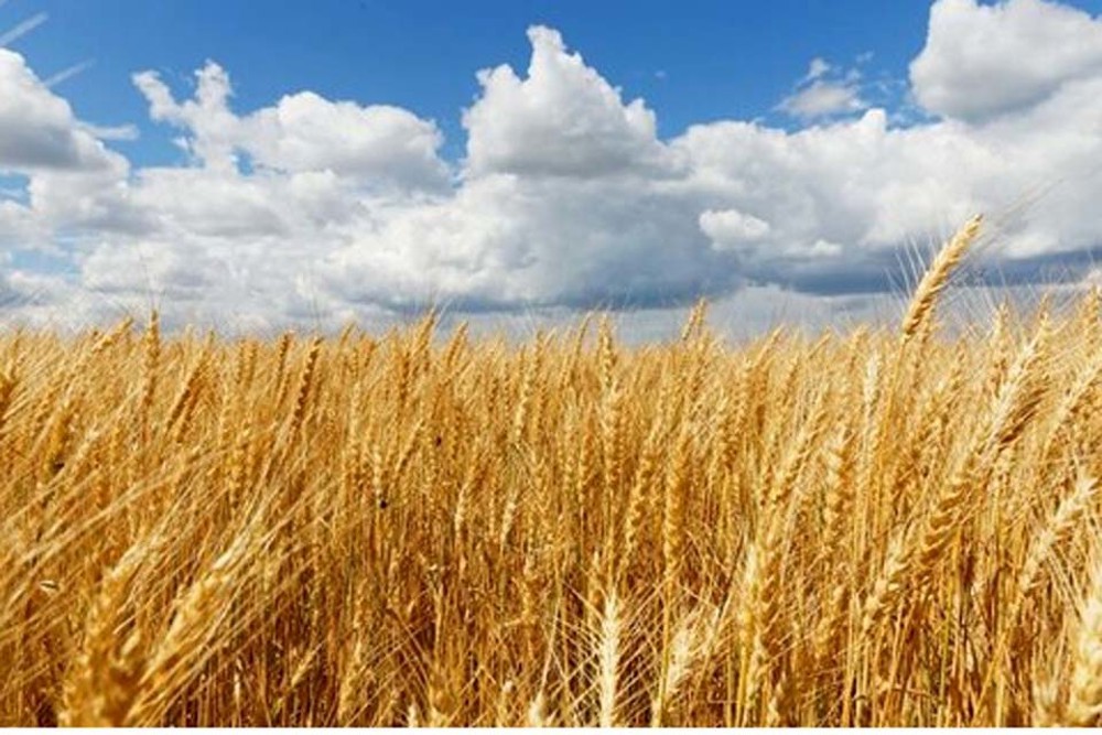 Crescimento e autossuficiência: produção do trigo deve chegar a 9,6 mi de toneladas em 2024