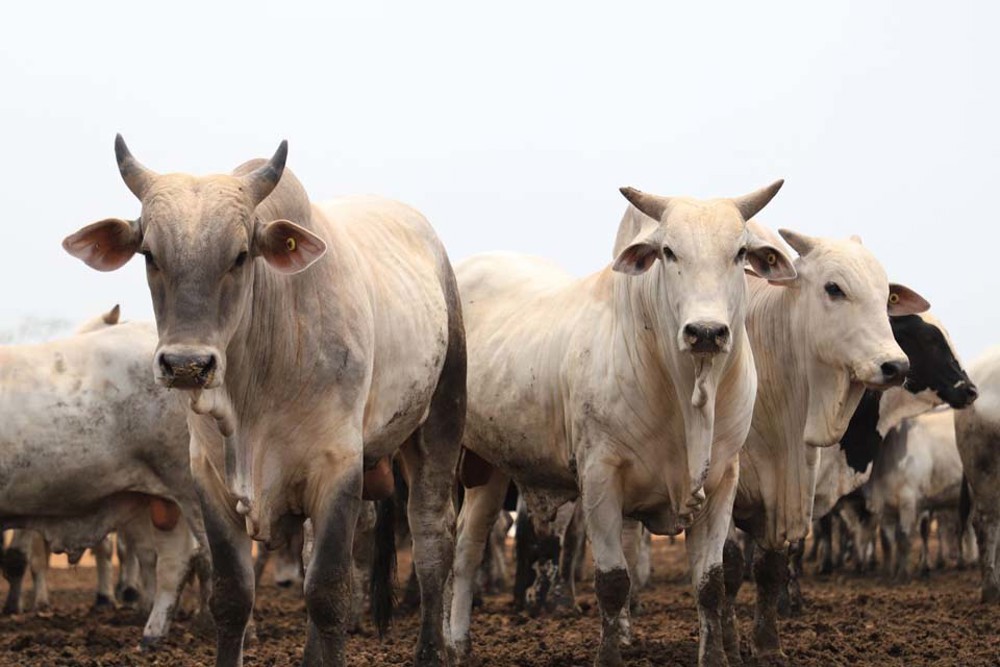 Com maior rebanho do Estado, Porto Velho contribui para exportação da carne bovina de Rondônia