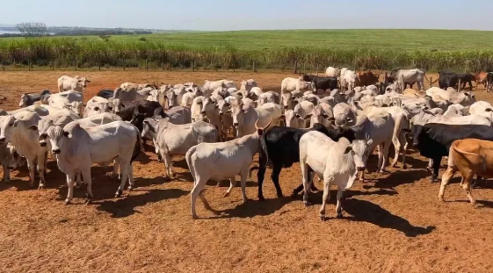 Preço da arroba do boi gordo cai 6% em Rondônia