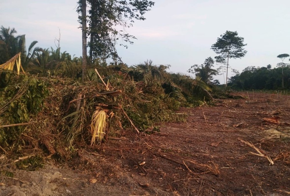 Desmatamento ilegal interceptado em Candeias do Jamari