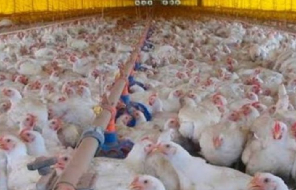 EUA: Texas registra caso de gripe aviária em humano