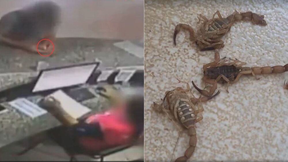 Homem joga escorpiões em atendentes de unidade de saúde