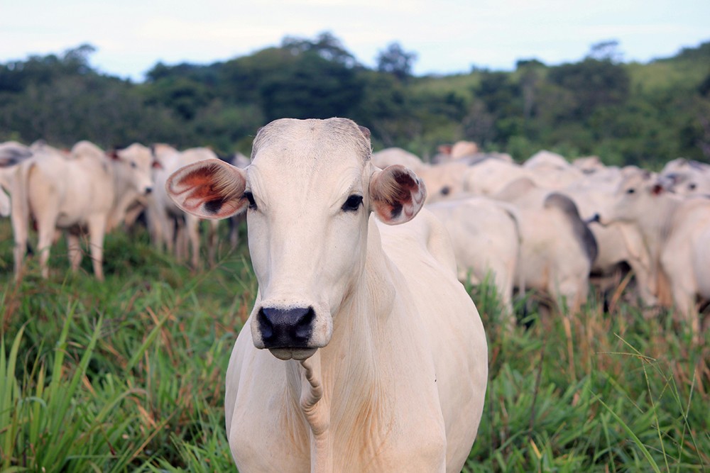 Nutrição é parte essencial de estratégia para fortalecer imunidade dos bovinos