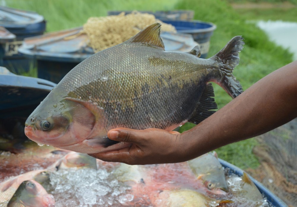 Curso de piscicultura a moradores de Buritis é solicitado pelo Delegado Lucas