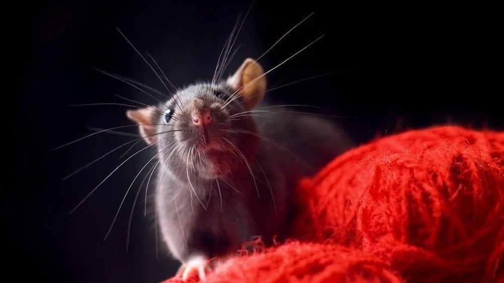 Ratos são 'acusados' de comer quase 20 kg de drogas em delegacia