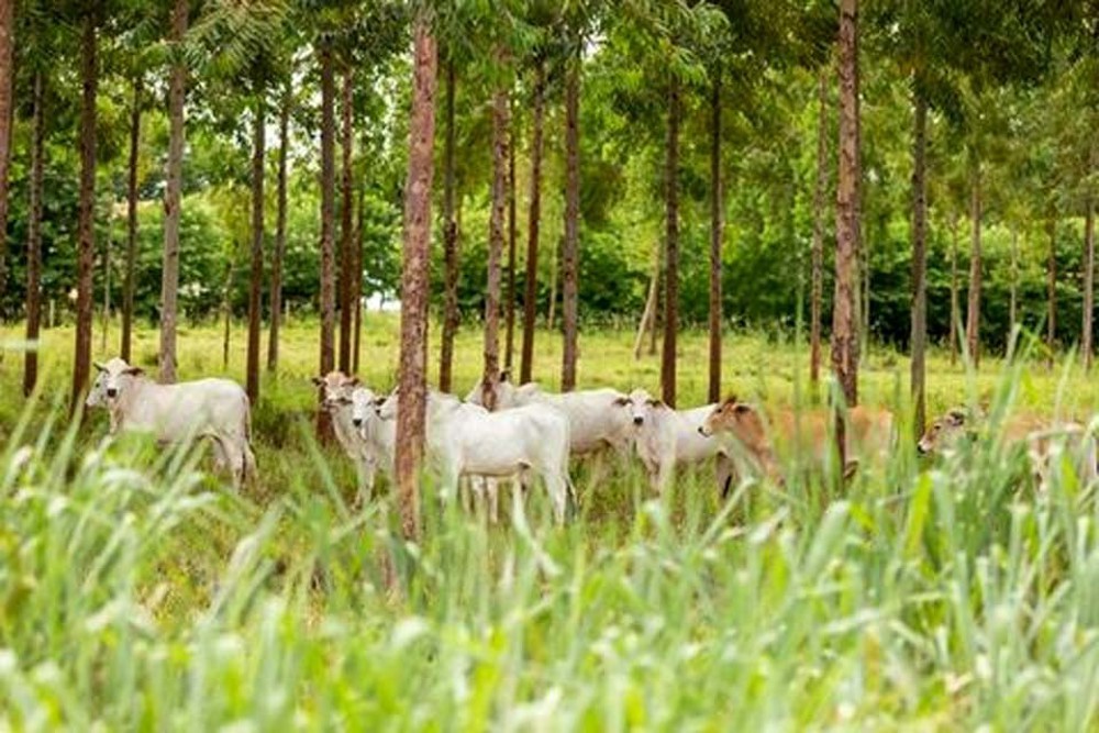 China habilita exportação de soro fetal bovino de sete frigoríficos brasileiros