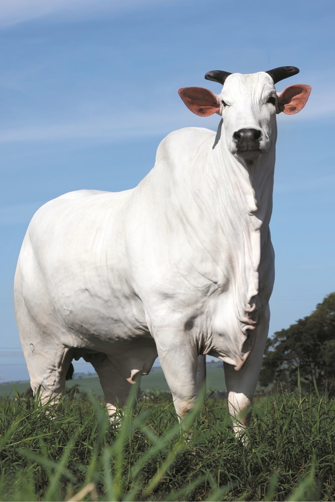 Vaca Donna FIV CIAV, Melhor Matriz do Ranking Nelore 2023, à venda no Leilão Elo de Raça