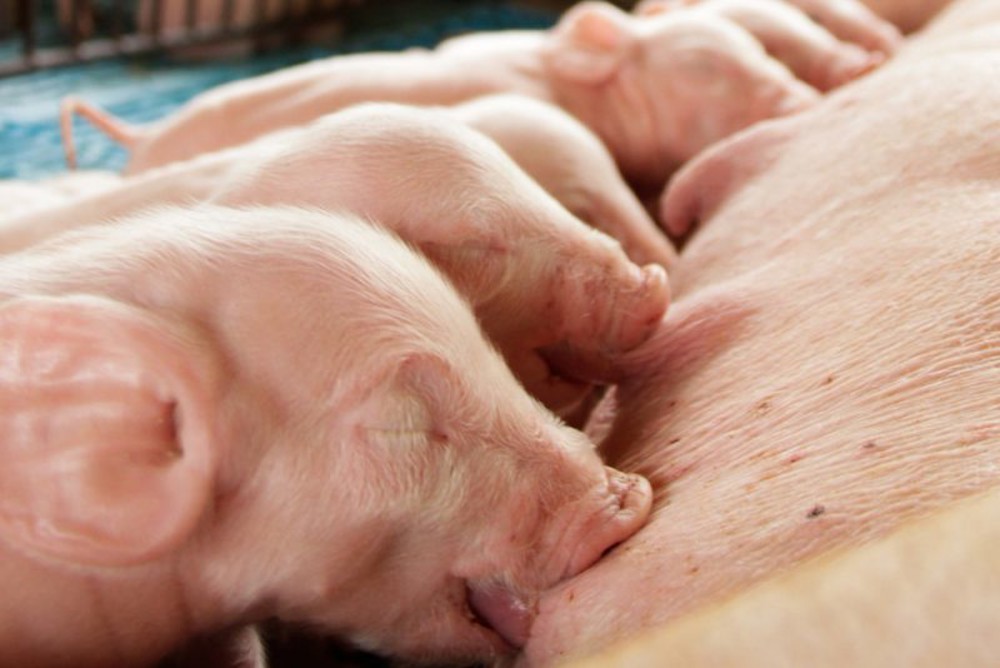 Síndrome do Segundo Parto em fêmeas suínas e seu impacto na suinocultura